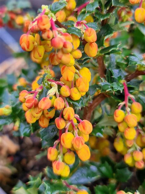 berberis darwinii burberry|berberis darwinii nana.